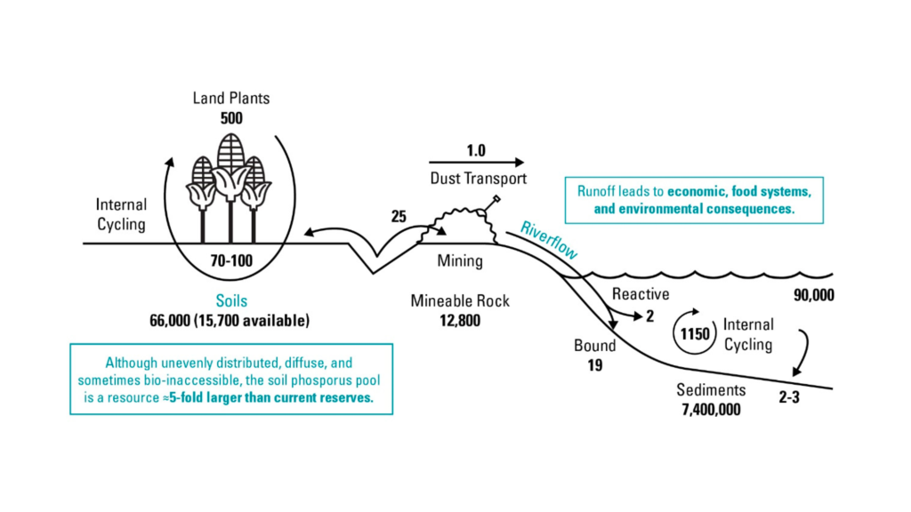global phosphorus flows diagram