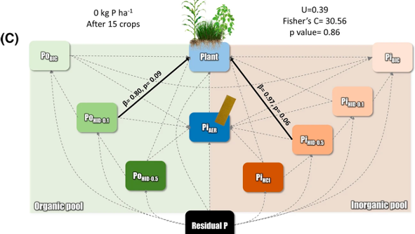 Model of Phosphorus Uptake by Plants