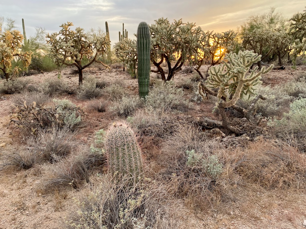 Cactus in the desert