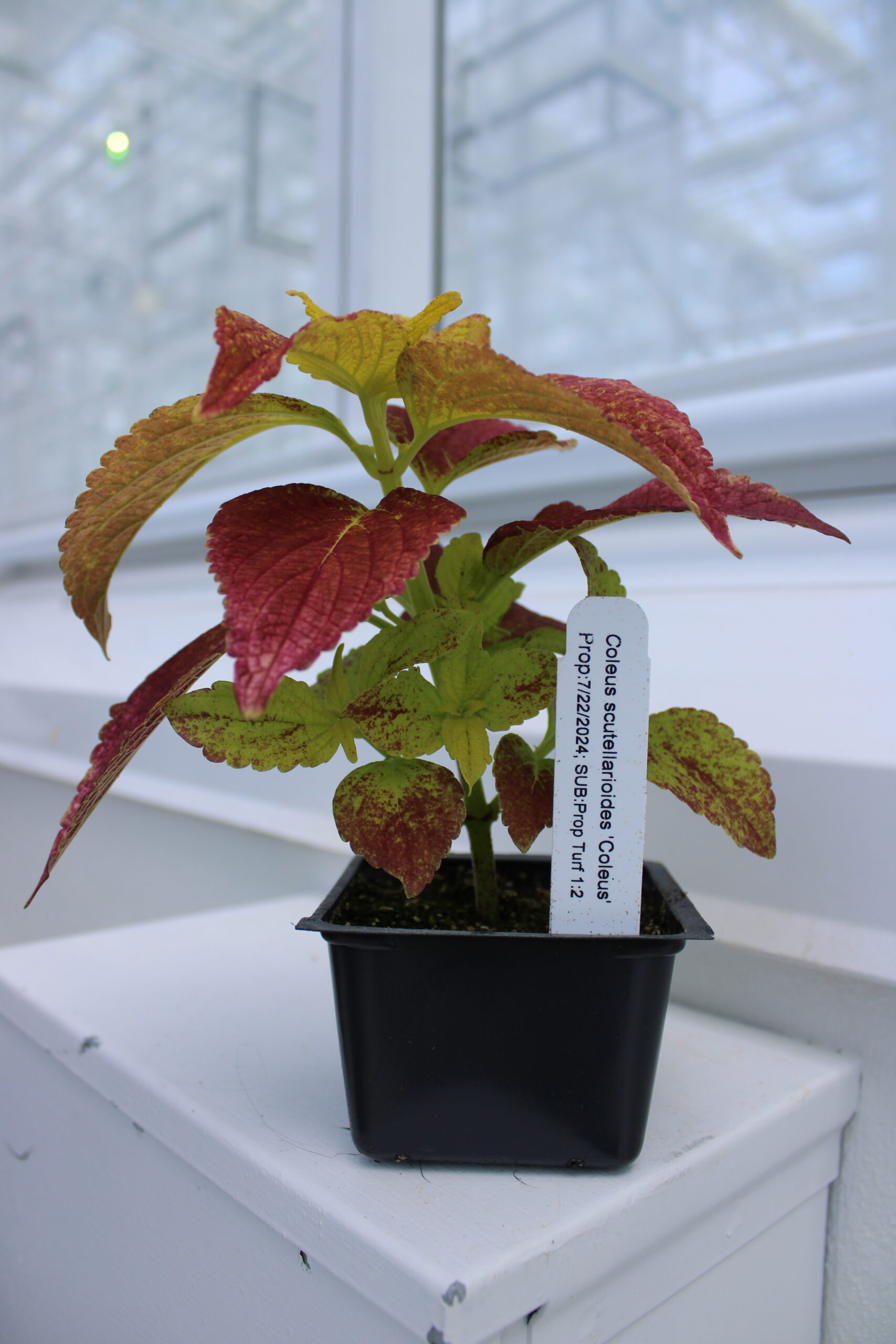 Coleus scutellarioides Coleus