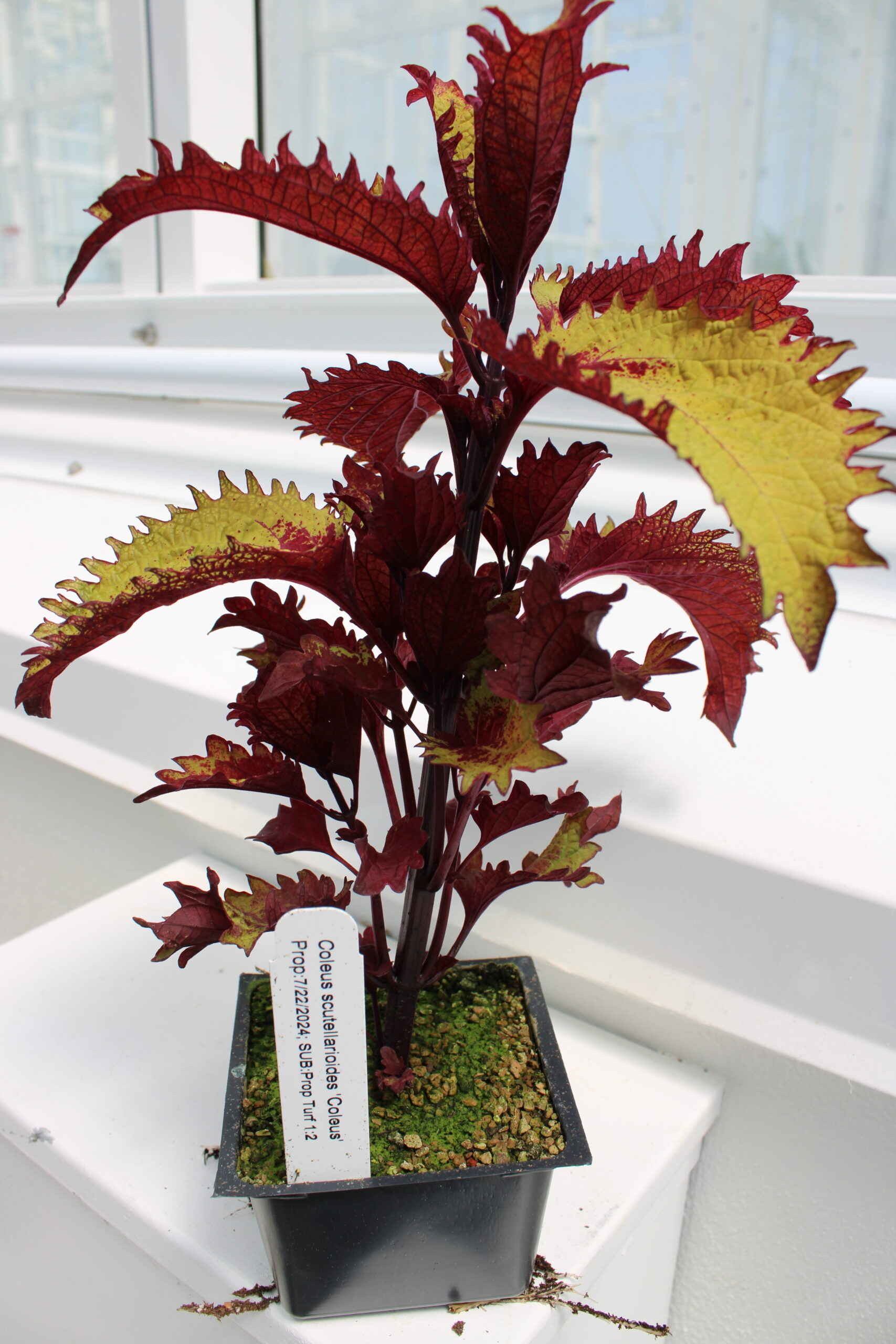 Coleus scutellarioides