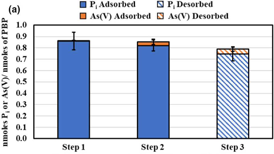 Phosphorus-binding protein selective adsorption of Phosphorus