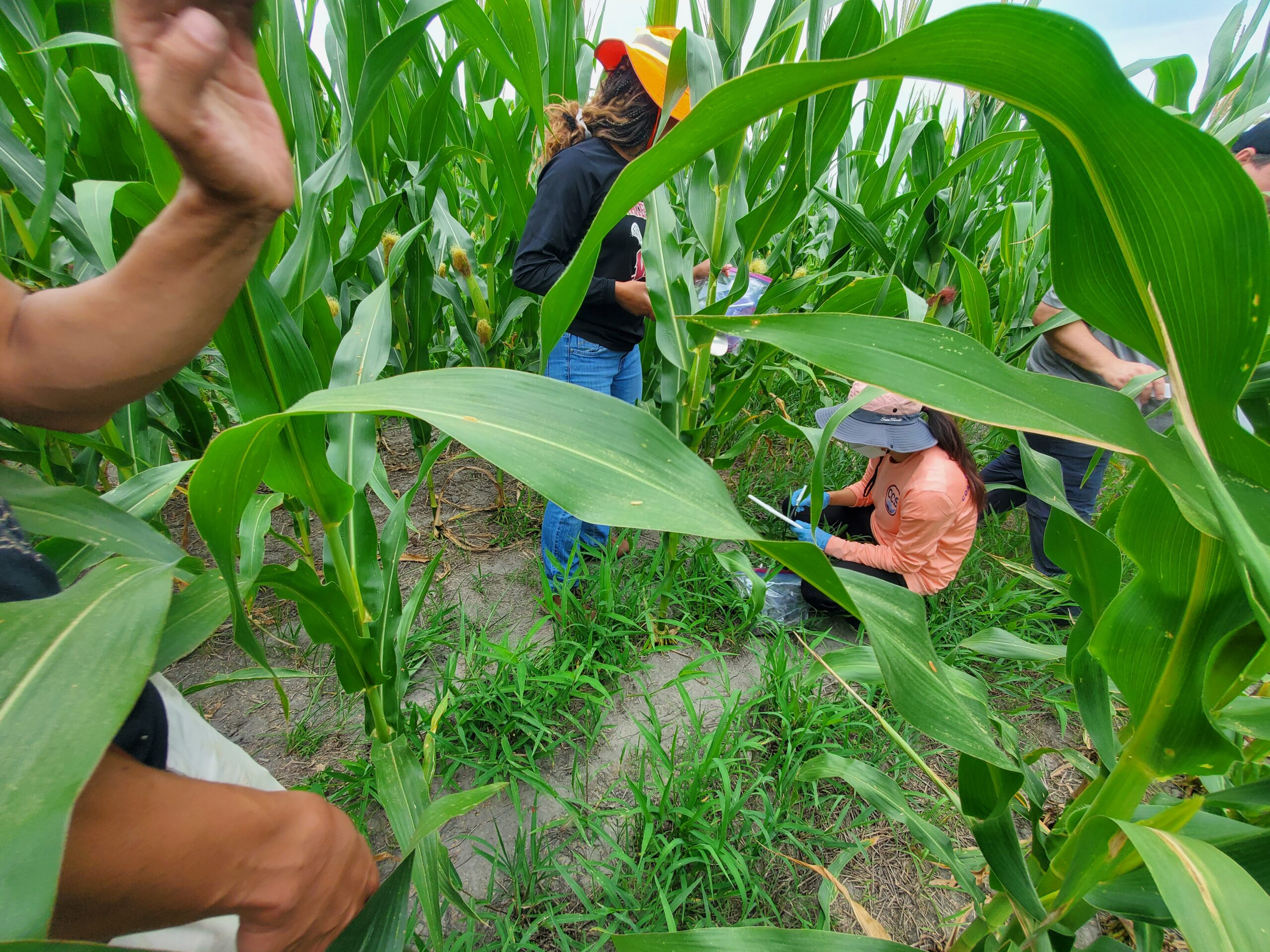 REU students taking soil samples at Tidewater Research Station