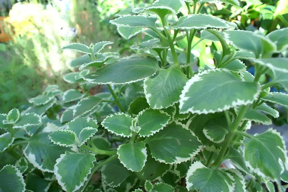 Plectranthus amboinicus