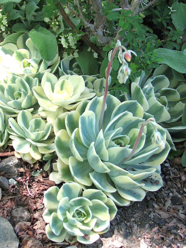 Photo of Echeveria secunda