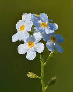Photo of Myosotis scorpioides
